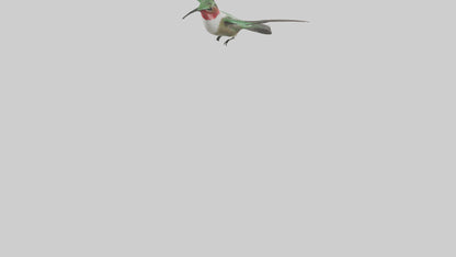 RubyThroated Hummingbird hovering model 3D model
