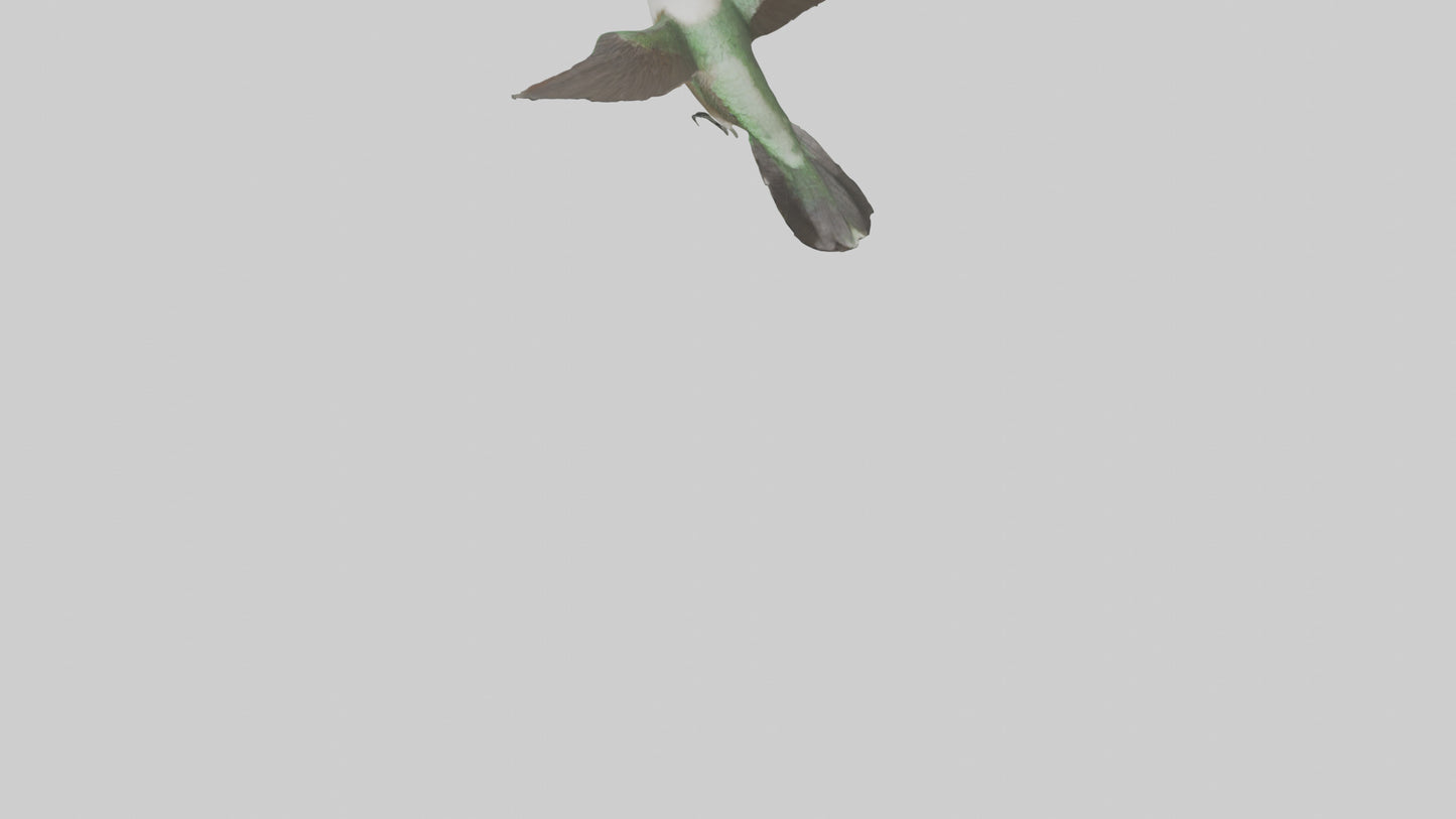 RubyThroated Hummingbird hovering model 3D model