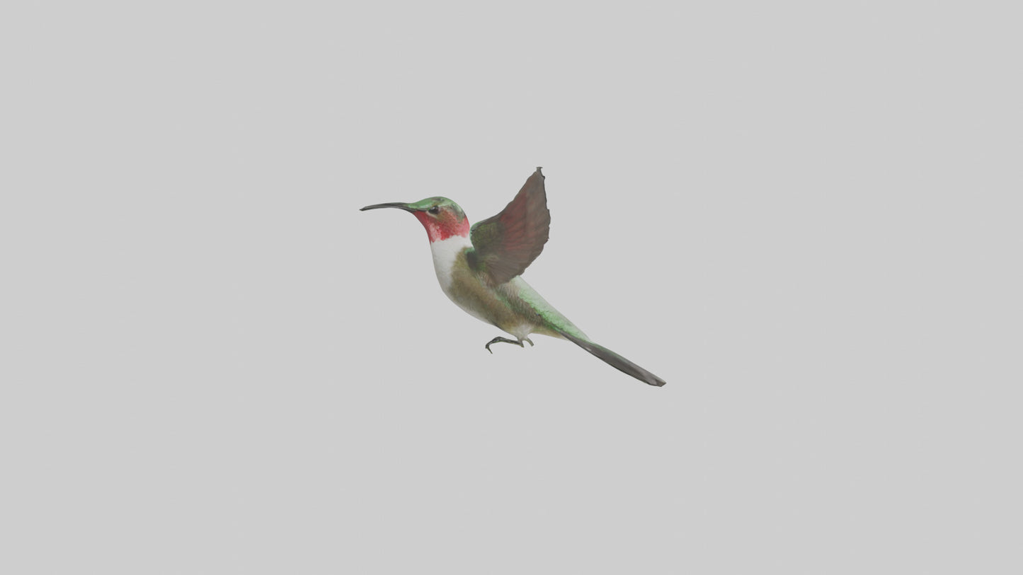 RubyThroated Hummingbird hovering model 3D model