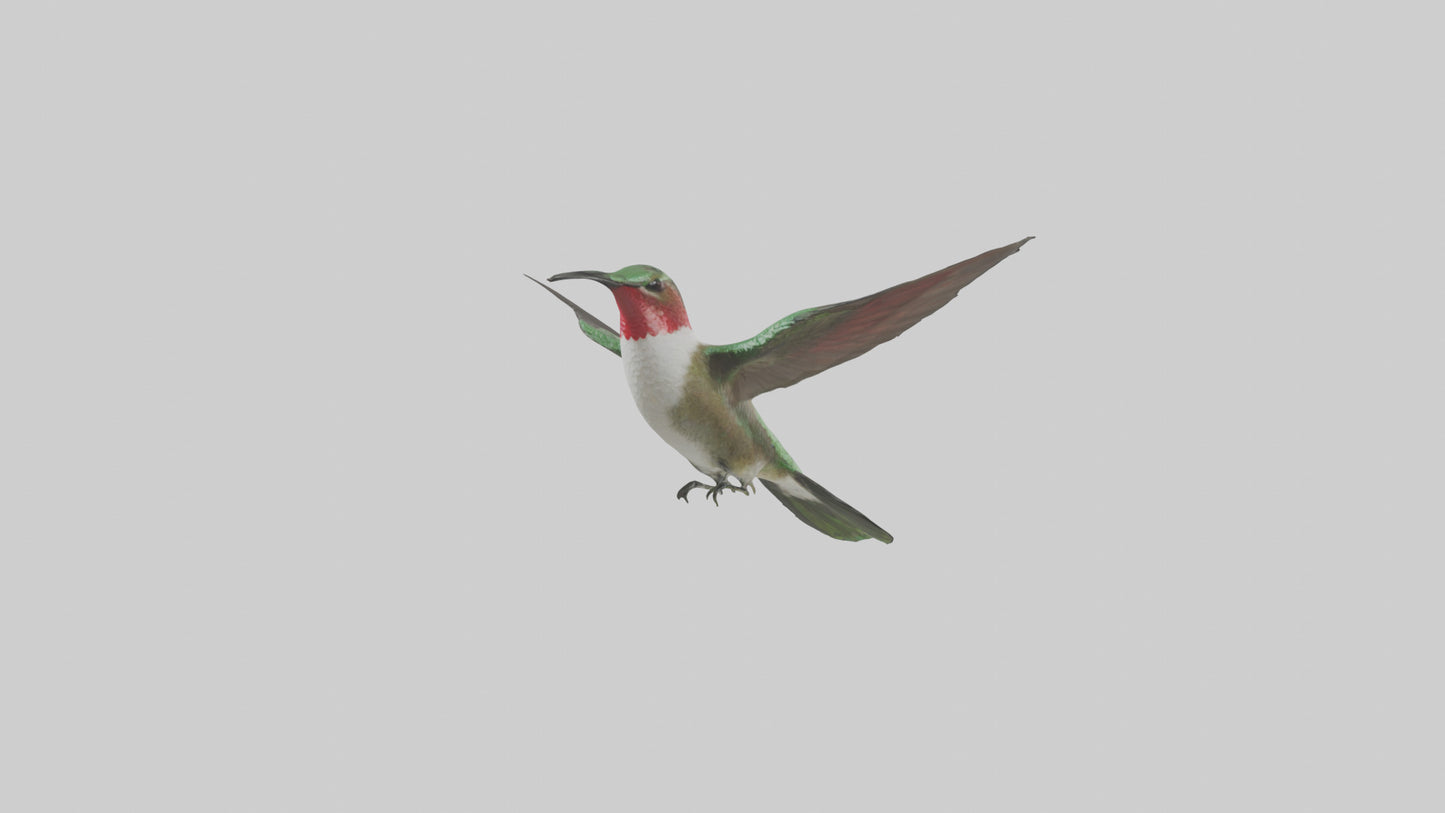 RubyThroated Hummingbird hovering model 3D model