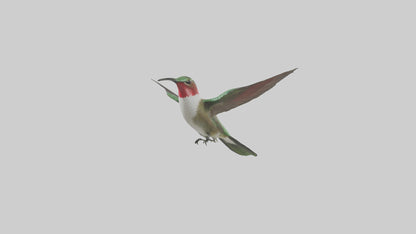 RubyThroated Hummingbird hovering model 3D model