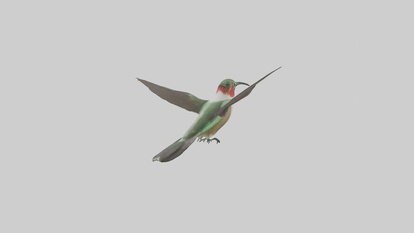RubyThroated Hummingbird hovering model 3D model