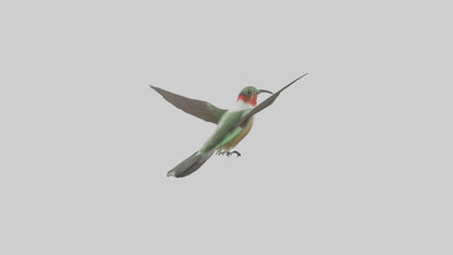 RubyThroated Hummingbird hovering model 3D model