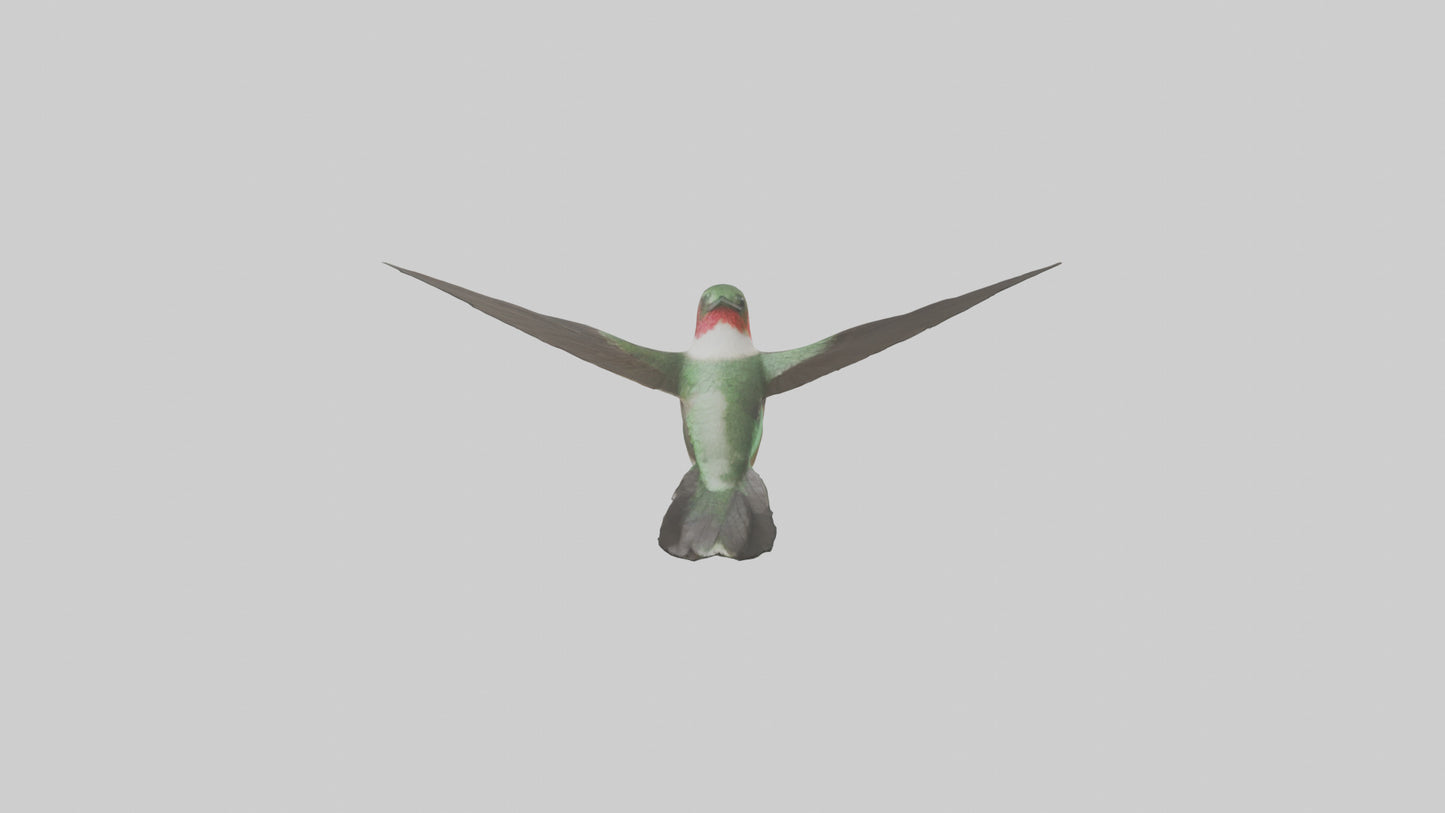 RubyThroated Hummingbird hovering model 3D model