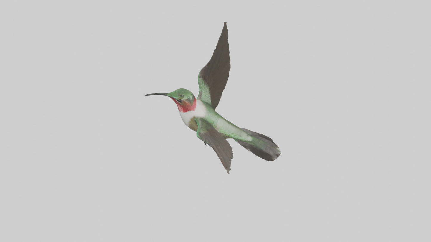 RubyThroated Hummingbird hovering model 3D model