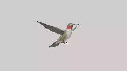 RubyThroated Hummingbird hovering model 3D model