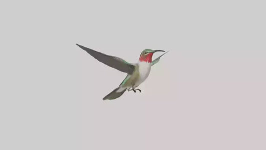 RubyThroated Hummingbird hovering model 3D model