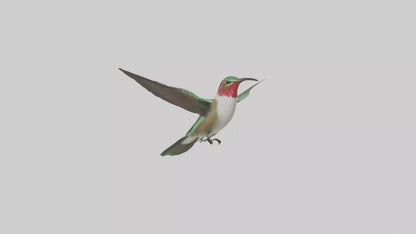 RubyThroated Hummingbird hovering model 3D model