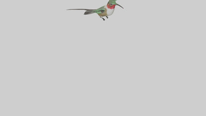 RubyThroated Hummingbird hovering model 3D model