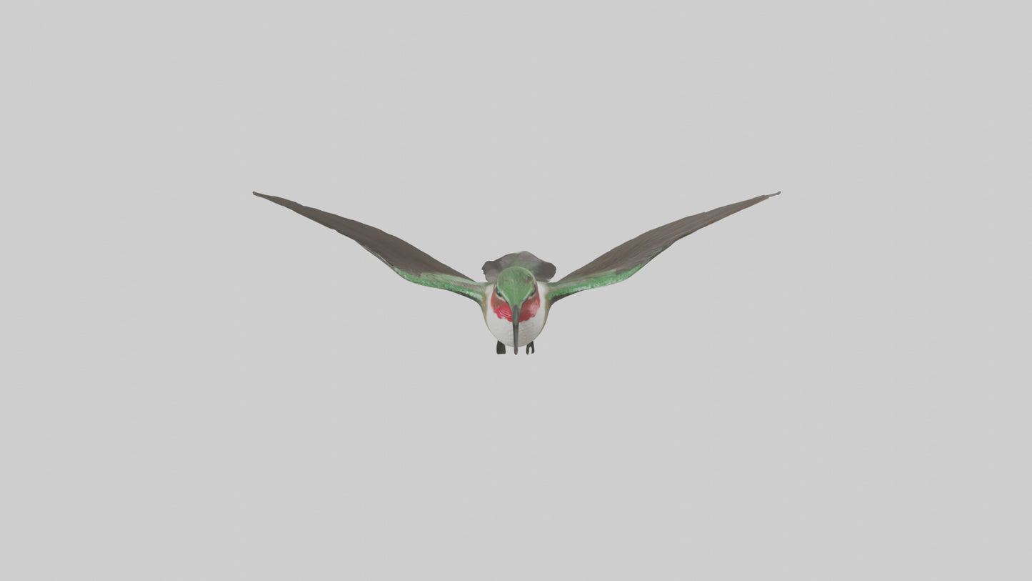 RubyThroated Hummingbird hovering model 3D model