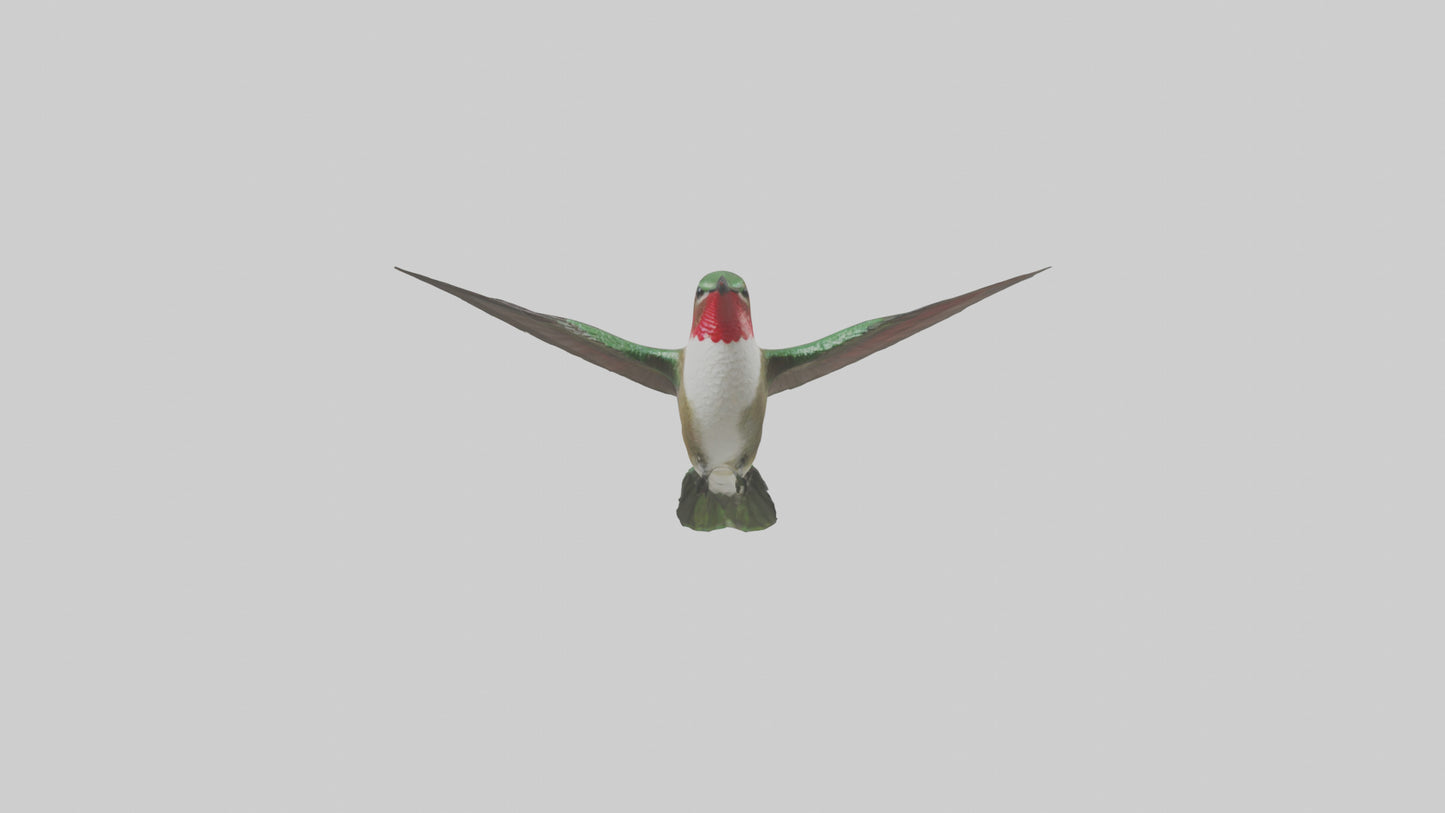 RubyThroated Hummingbird hovering model 3D model