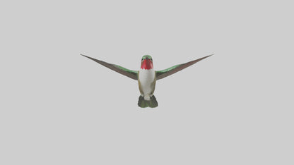 RubyThroated Hummingbird hovering model 3D model