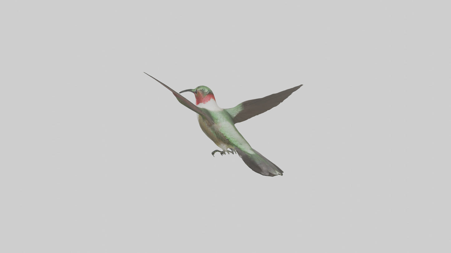RubyThroated Hummingbird hovering model 3D model
