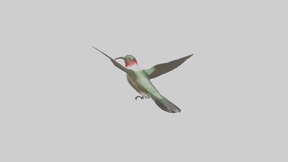 RubyThroated Hummingbird hovering model 3D model
