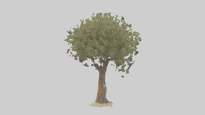 Russian Olive tree model VR / AR / low-poly