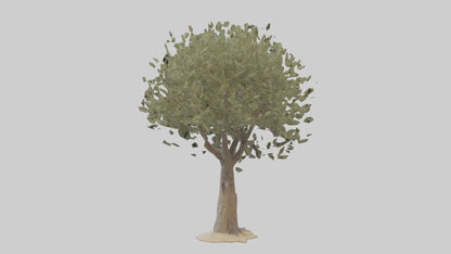 Russian Olive tree model VR / AR / low-poly