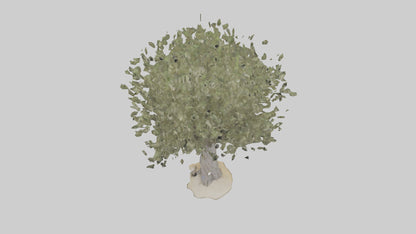 Russian Olive tree model VR / AR / low-poly
