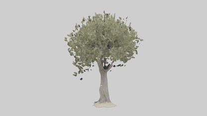 Russian Olive tree model VR / AR / low-poly