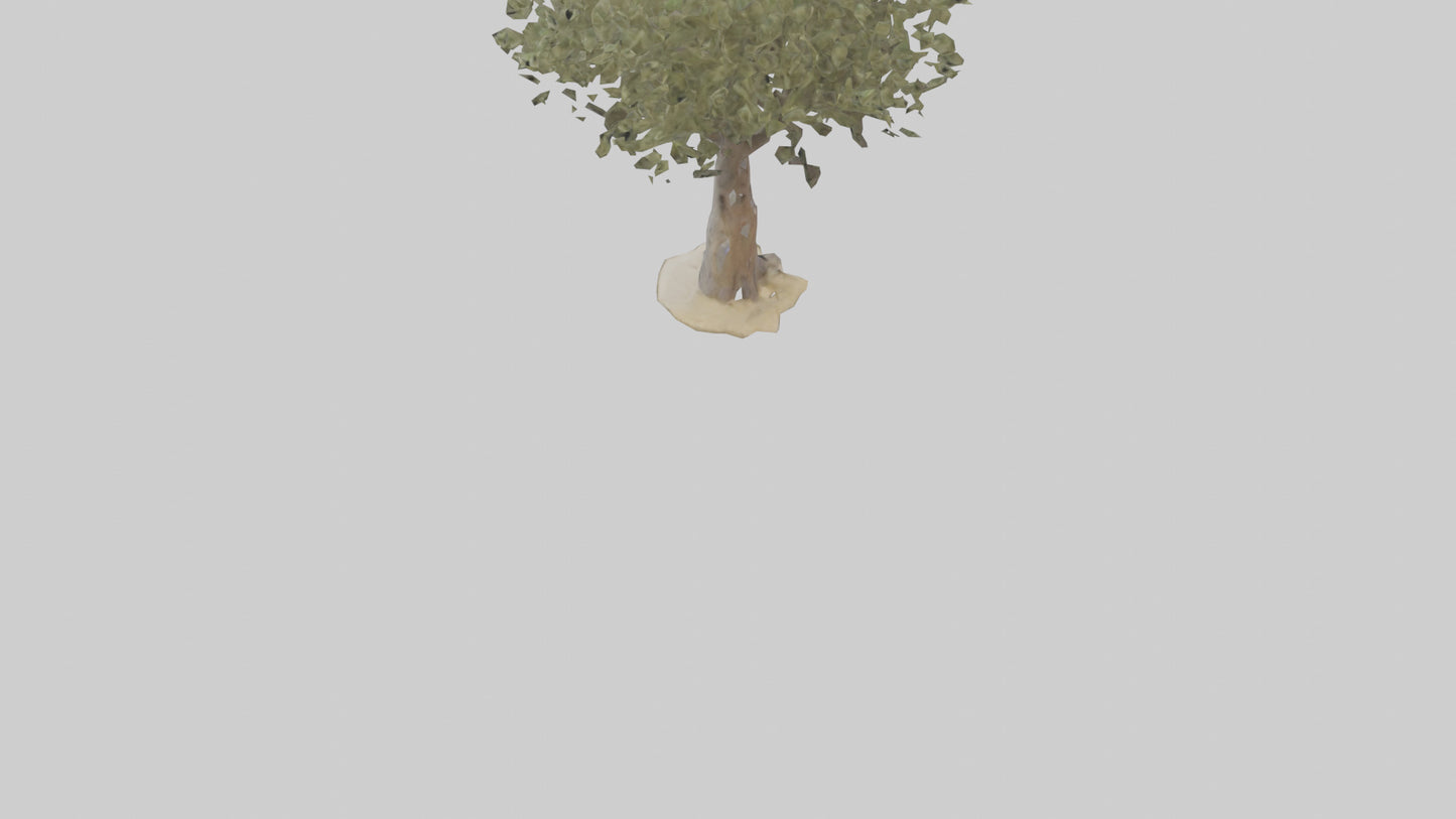 Russian Olive tree model VR / AR / low-poly