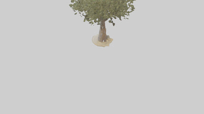 Russian Olive tree model VR / AR / low-poly