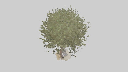 Russian Olive tree model VR / AR / low-poly