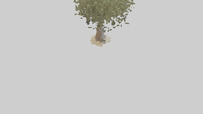 Russian Olive tree model VR / AR / low-poly