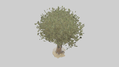 Russian Olive tree model VR / AR / low-poly