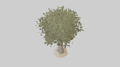 Russian Olive tree model VR / AR / low-poly
