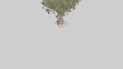 Russian Olive tree model VR / AR / low-poly