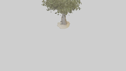 Russian Olive tree model VR / AR / low-poly
