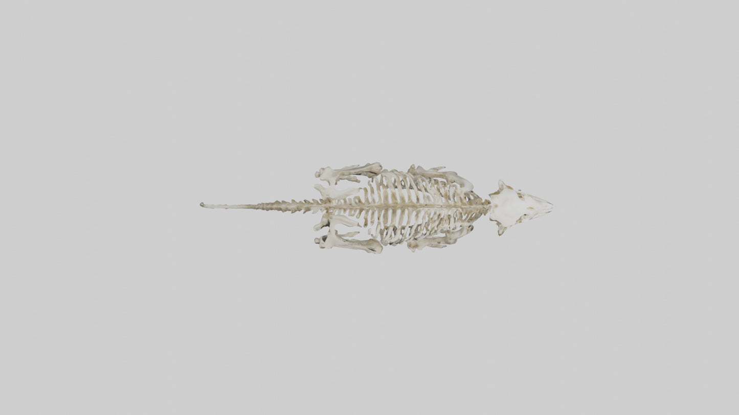 Sabertooth Tiger Skeleton Model 3D model