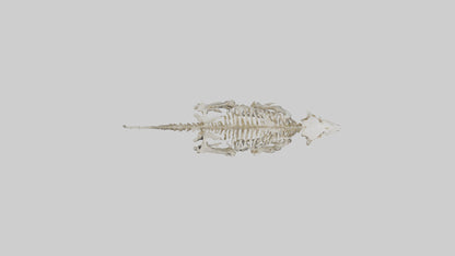 Sabertooth Tiger Skeleton Model 3D model