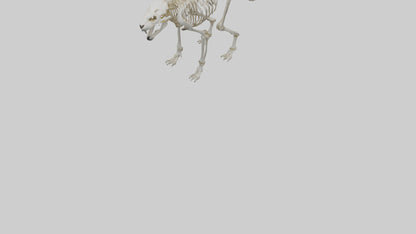 Sabertooth Tiger Skeleton Model 3D model