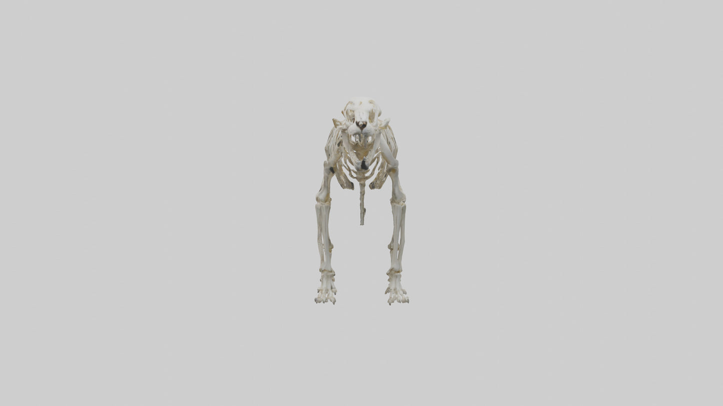 Sabertooth Tiger Skeleton Model 3D model