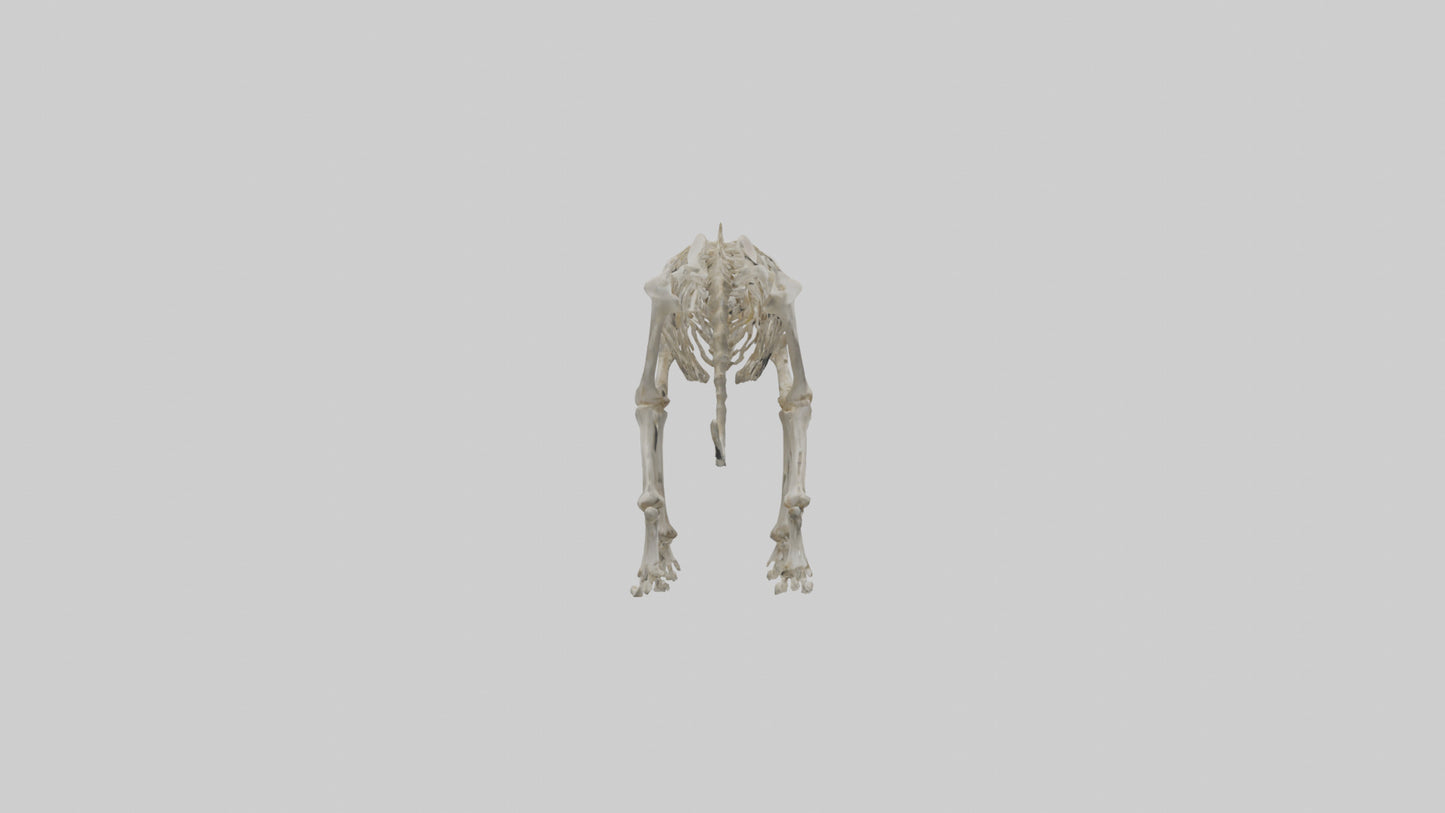 Sabertooth Tiger Skeleton Model 3D model