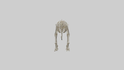Sabertooth Tiger Skeleton Model 3D model