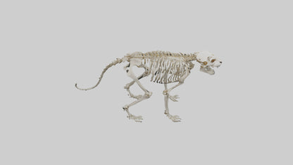 Sabertooth Tiger Skeleton Model 3D model
