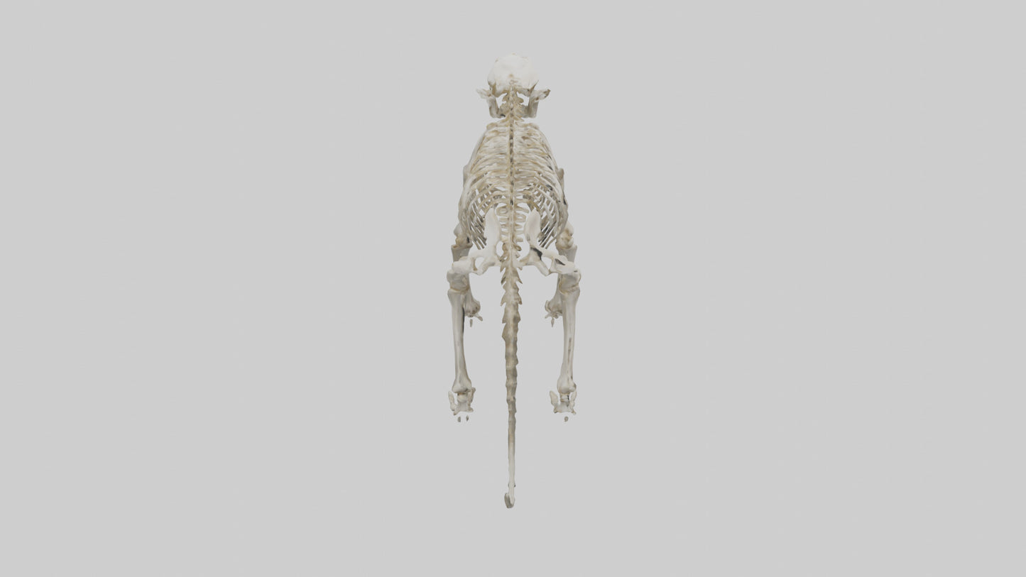 Sabertooth Tiger Skeleton Model 3D model