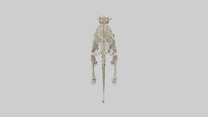 Sabertooth Tiger Skeleton Model 3D model