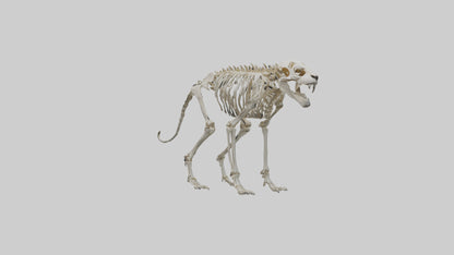Sabertooth Tiger Skeleton Model 3D model