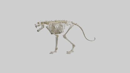 Sabertooth Tiger Skeleton Model 3D model