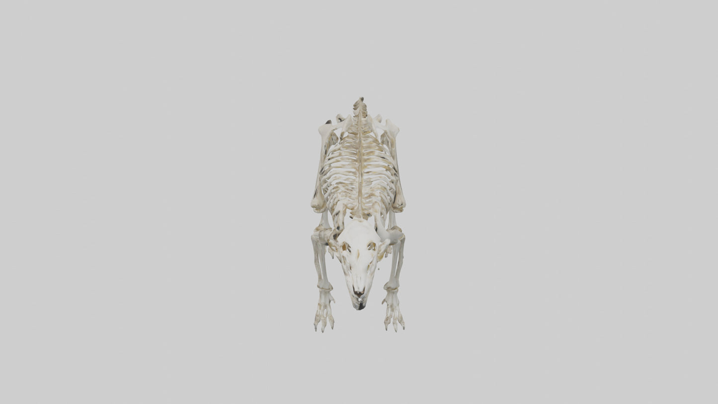 Sabertooth Tiger Skeleton Model 3D model