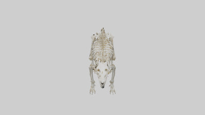 Sabertooth Tiger Skeleton Model 3D model
