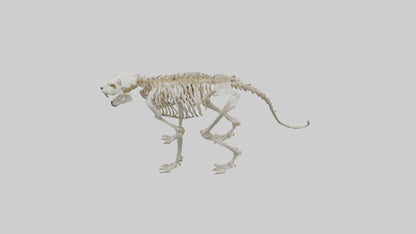 Sabertooth Tiger Skeleton Model 3D model