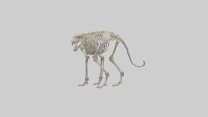 Sabertooth Tiger Skeleton Model 3D model