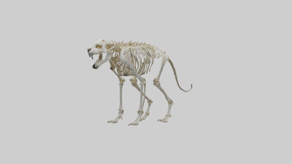 Sabertooth Tiger Skeleton Model 3D model