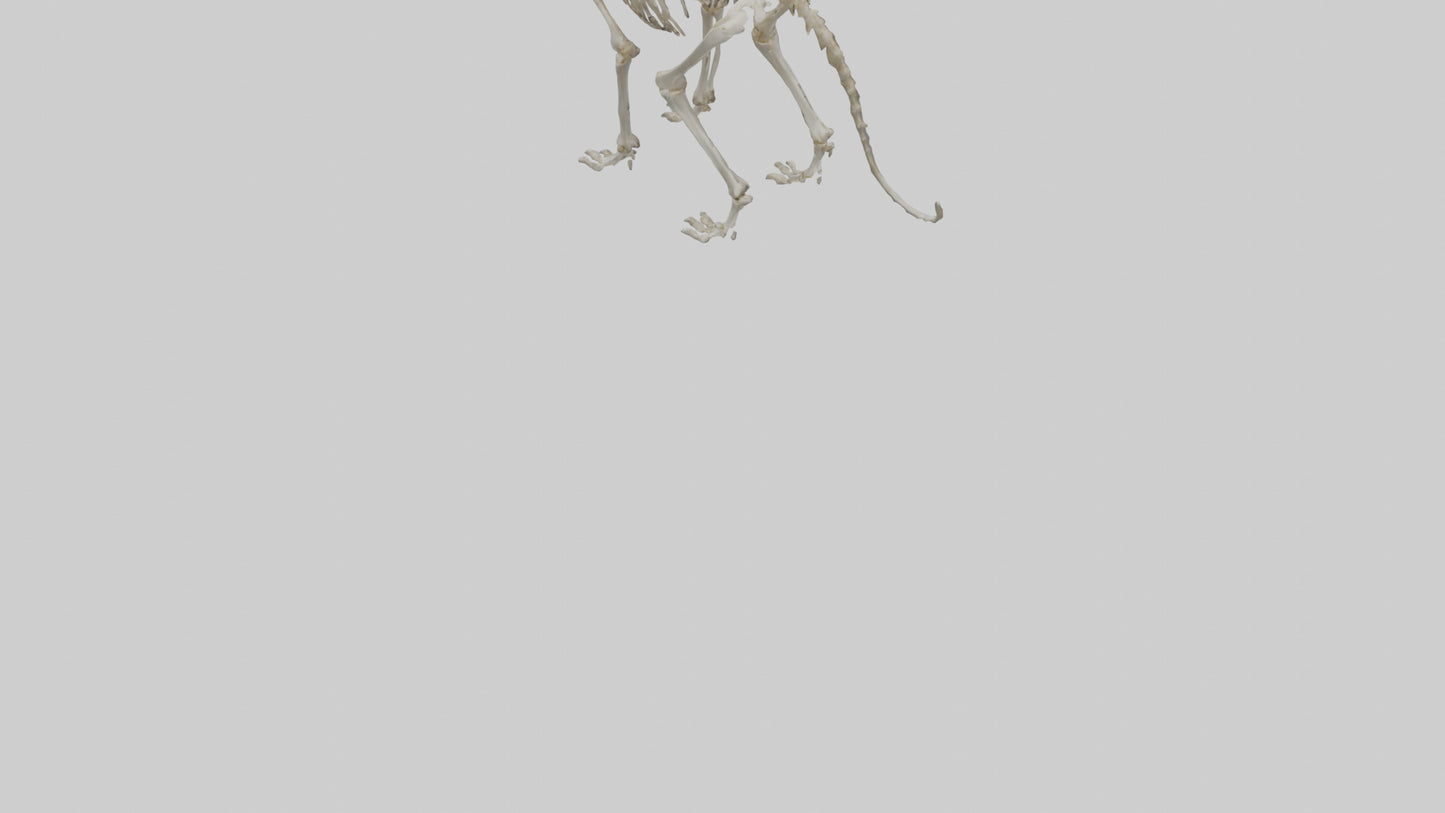 Sabertooth Tiger Skeleton Model 3D model