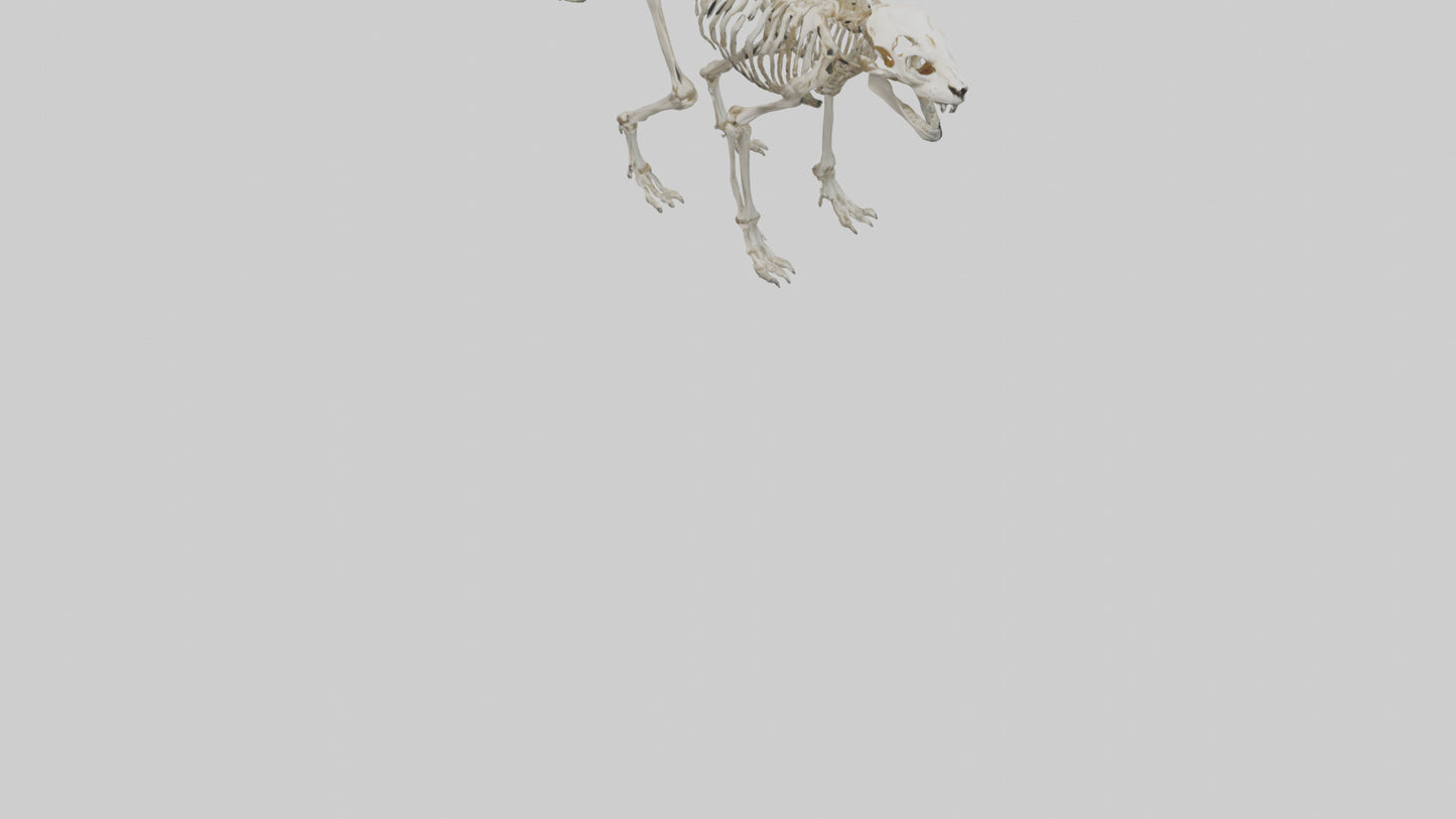 Sabertooth Tiger Skeleton Model 3D model