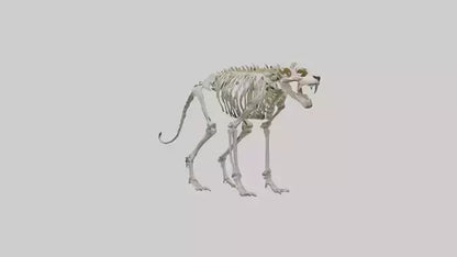 Sabertooth Tiger Skeleton Model 3D model