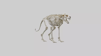Sabertooth Tiger Skeleton Model 3D model
